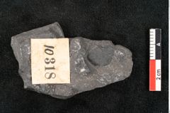 Foto (Detailansicht) von Thinnfeldia gracilis Ettingshausen (NHMW-GEO-2024-0188-10318)